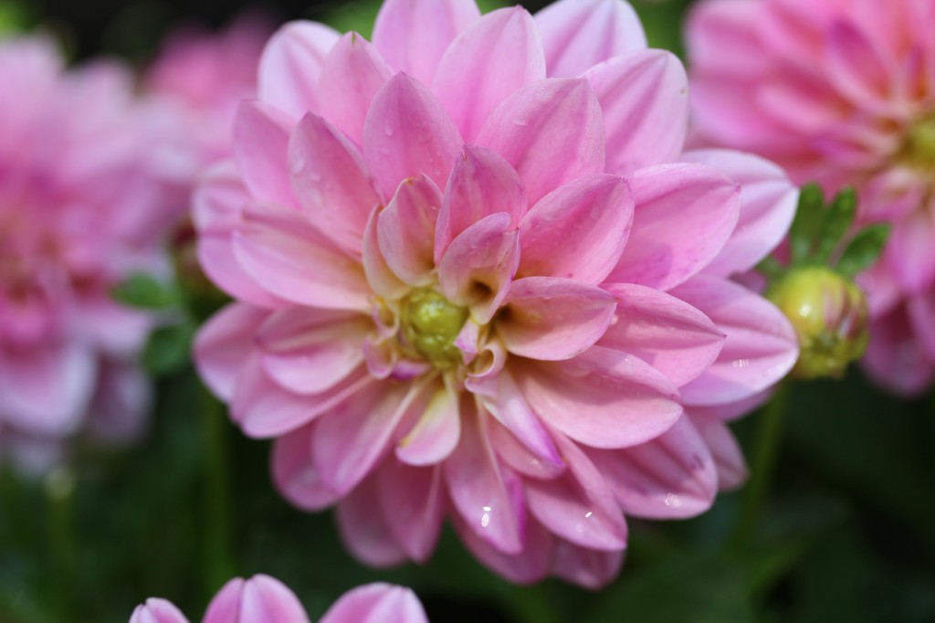 Dahlia