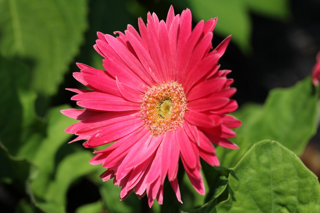 Gerber Daisy