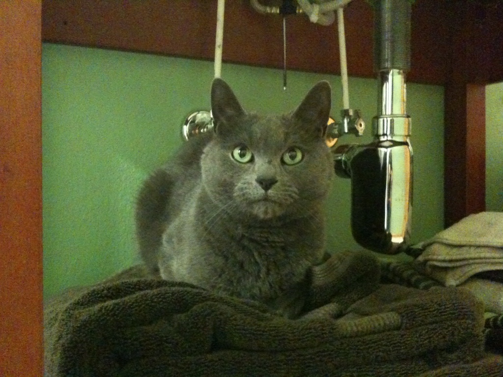 Harvey under the sink