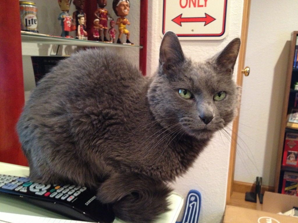 Harvey on Brian's Desk