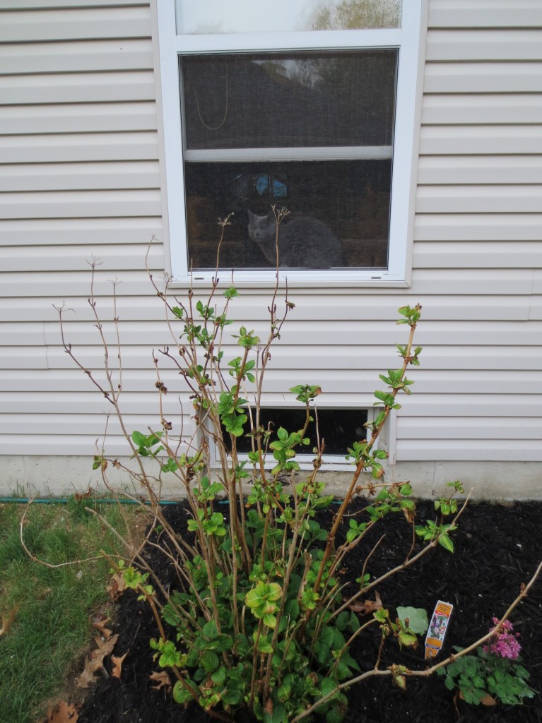 My gardening buddy