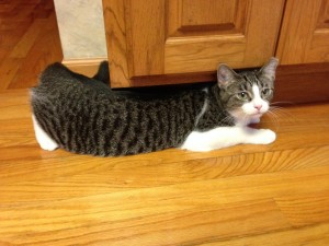 Walter hiding under the cupboard