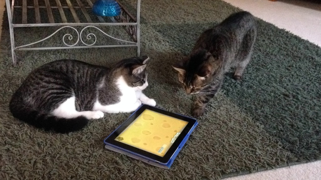 THE CATS USE THE IPAD